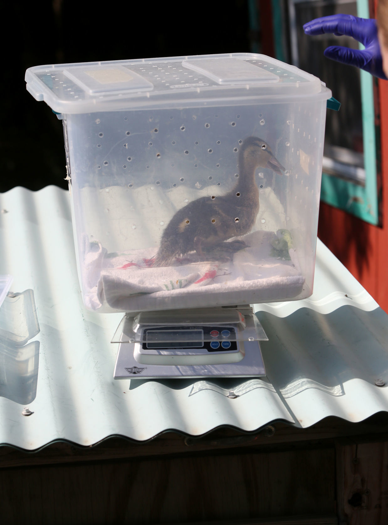 WILDLIFE CENTER